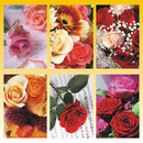 Blankokarte 11,5 x 17,0cm, 6 fach sortiert, Blumen