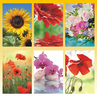 Blankokarte 11,5 x 17,0cm, 6 fach sortiert, Blumen